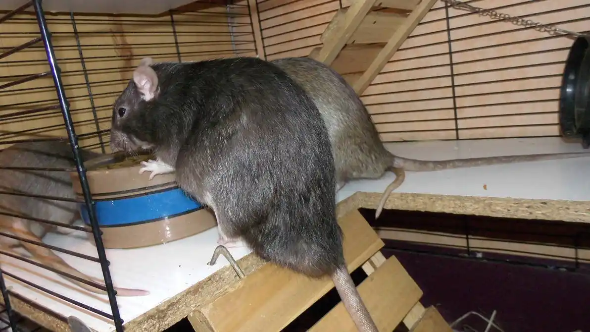 A large gray rat is perched on a wooden platform inside a wire cage, leaning over a blue and brown food dish while another…