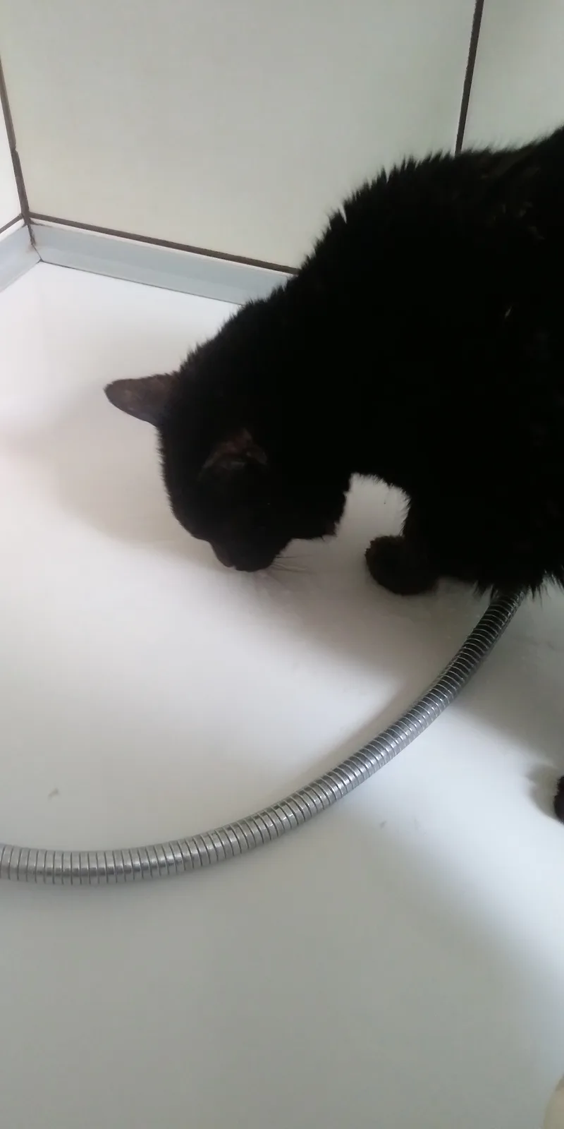 A black cat is crouched on a white tiled floor next to a coiled silver shower hose, looking down at it with curiosity. The…