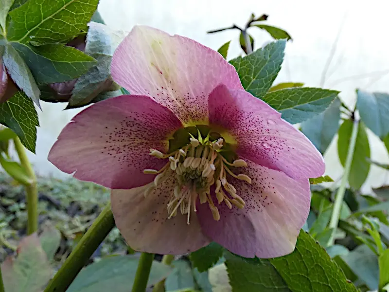 A close-up photograph of a pink hellebore flower with speckled petals and green leaves, overlaid with the text 'i'm not a…