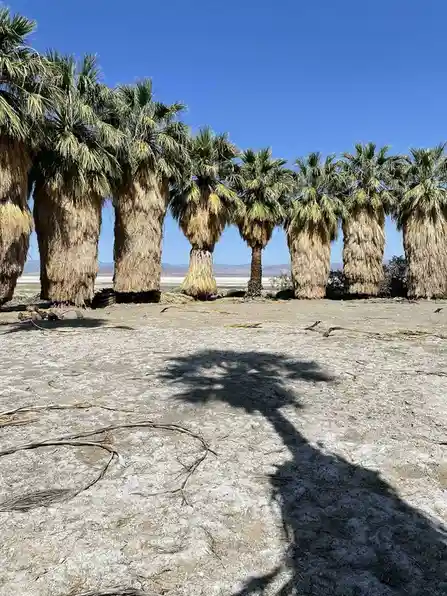 A row of palm trees stands in a dry, cracked landscape under a clear blue sky. The shadow of a person holding a phone is…