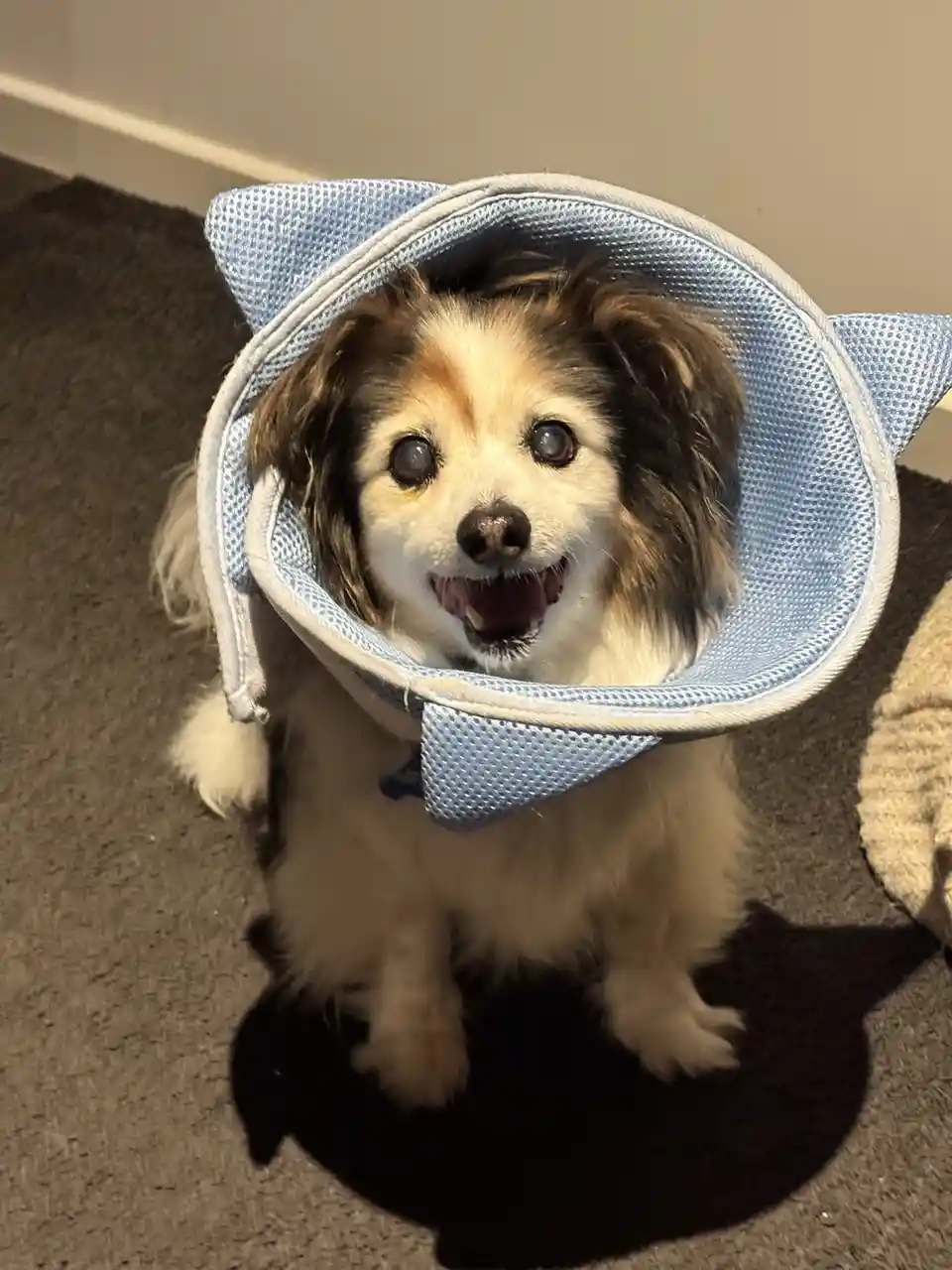 A small fluffy dog with brown and white fur sits on a carpet wearing a light blue, mesh cone collar with cat ears attached…