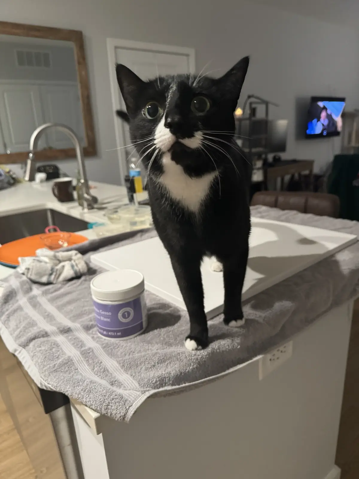 A black and white cat with wide, startled eyes stands on a kitchen counter next to a jar labeled 'White Gesso'. The cat's…