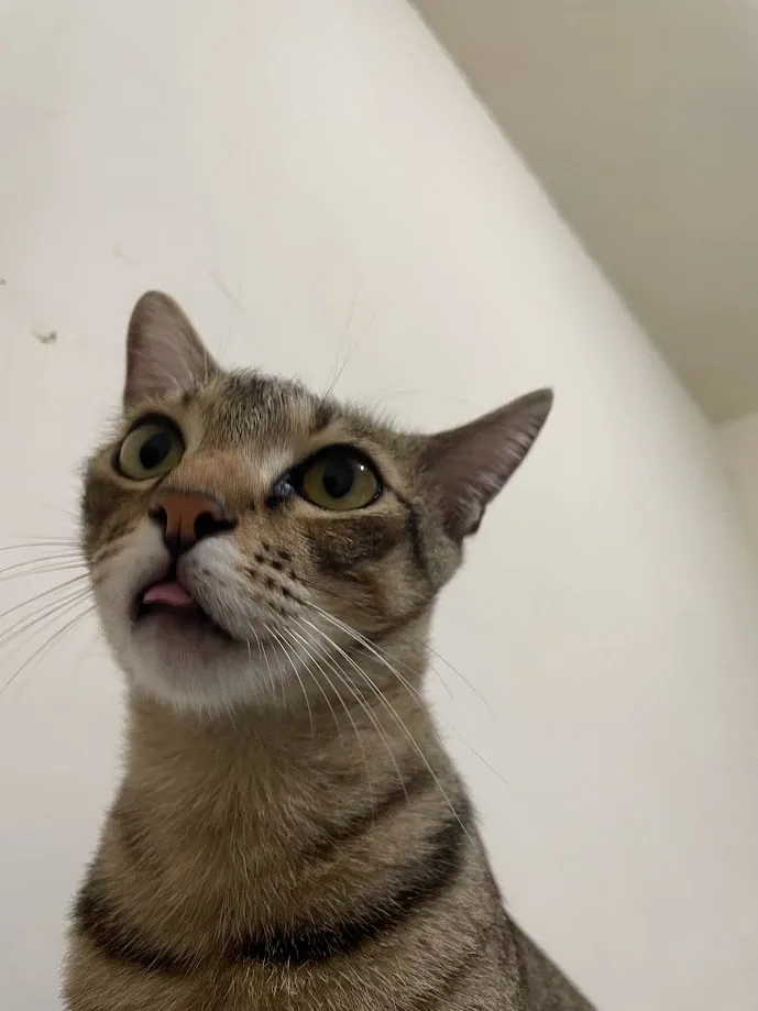 A close-up photo of a tabby cat looking upward with wide, startled eyes and its tongue slightly sticking out, against a…