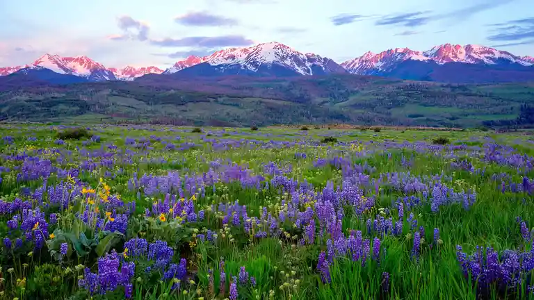 In Silverthorne, hides of purple lupines sway freely amidst rocky cliffs, streams, and unique formations. During July and…
