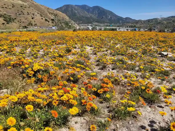 A wide shot of a field of bright yellow and orange wildflowers growing on dry, sandy soil, with a highway and mountains…