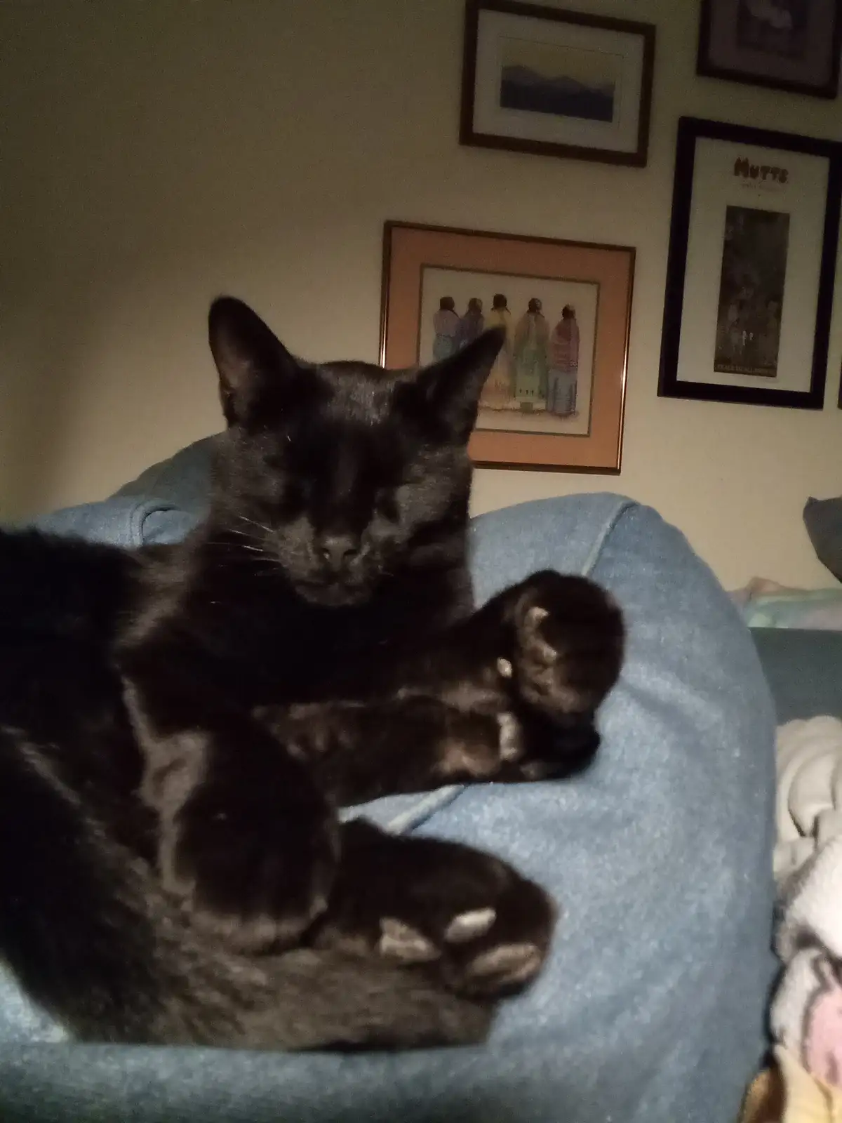 A black cat is sleeping peacefully on a blue couch with its eyes closed and paws curled up. Behind it, a wall has several…