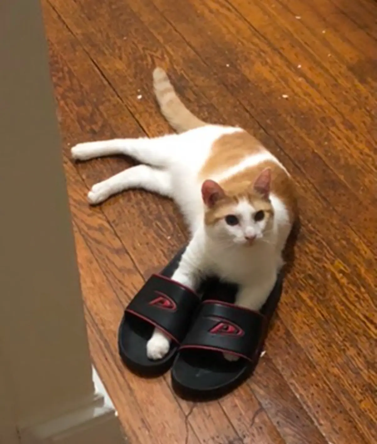 A white and orange cat lies sprawled on a wooden floor, its front paws resting inside a pair of black sandals with red…