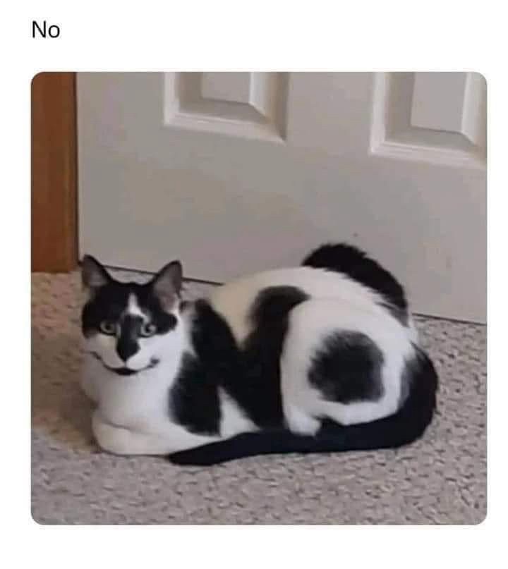 A black and white cat is lying on a beige carpet in front of a white door, its fur pattern creating the illusion of a…