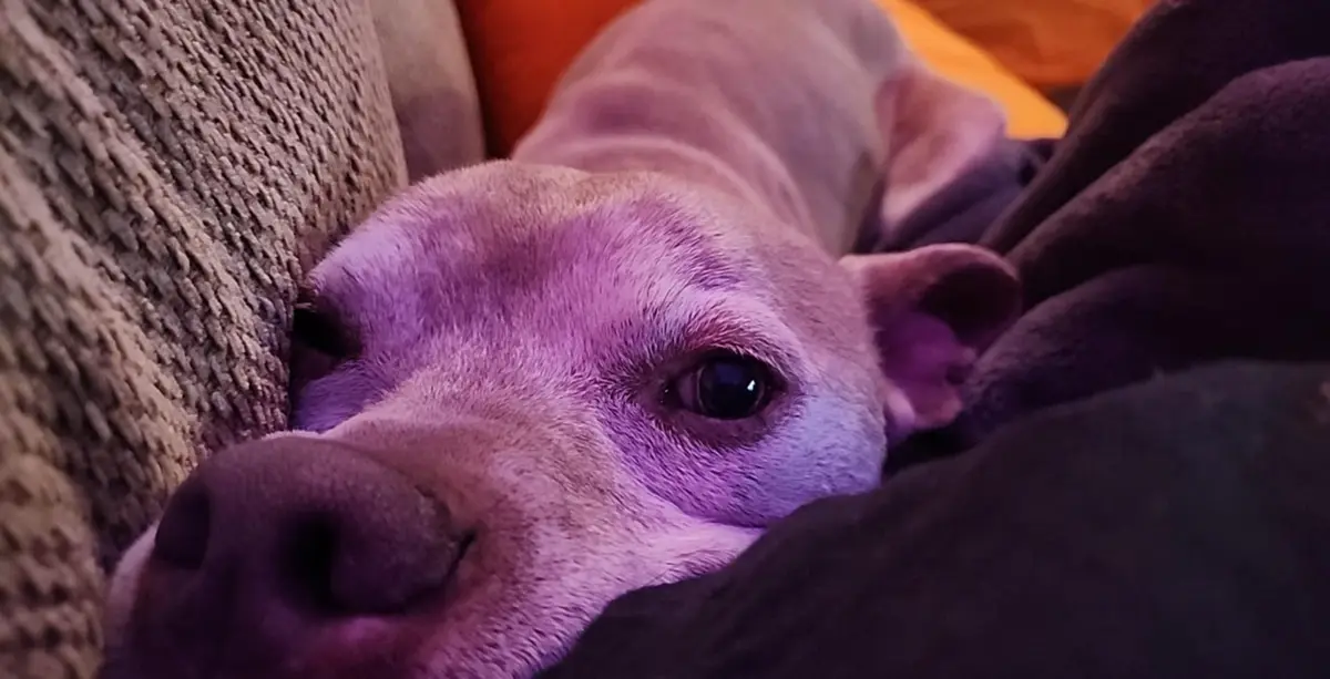 A close-up of a light-colored dog's face resting on a couch, partially covered by a dark blanket, with one eye open and…