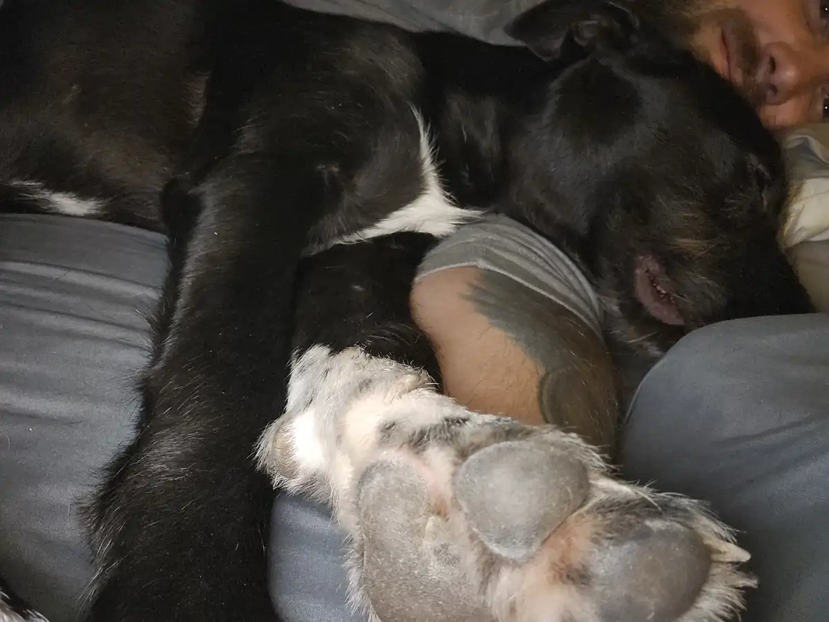 The Cutest Sleepy Paw You've Ever Seen