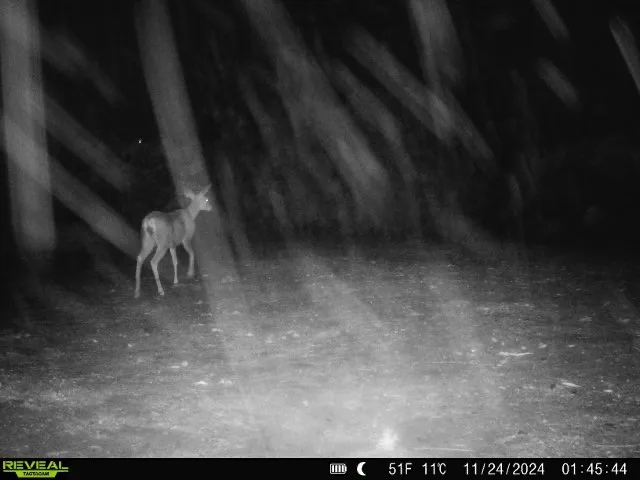 A black-and-white night-vision photo shows a small deer standing in a forest at night, surrounded by tree trunks and blurry…