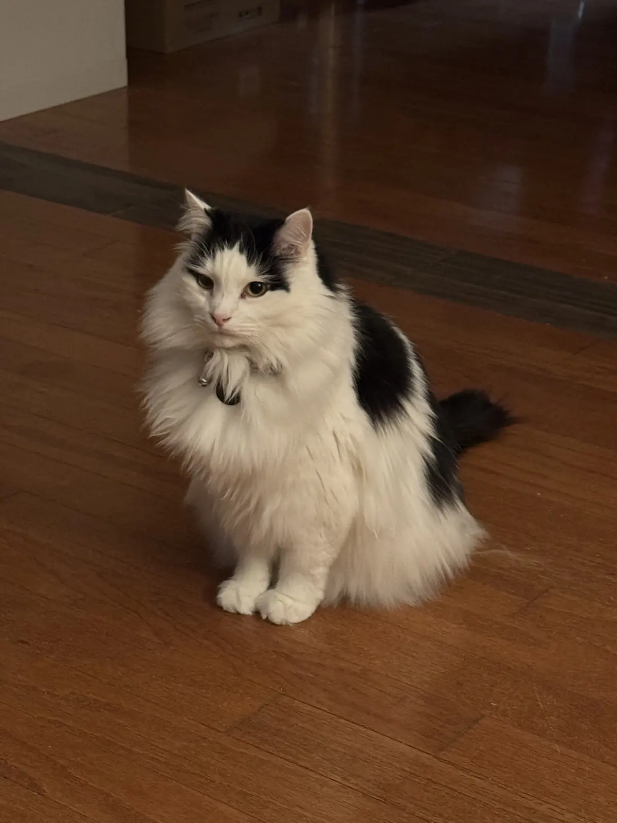 A fluffy black-and-white cat sits on a wooden floor, looking directly at the camera with a stern, unimpressed expression…