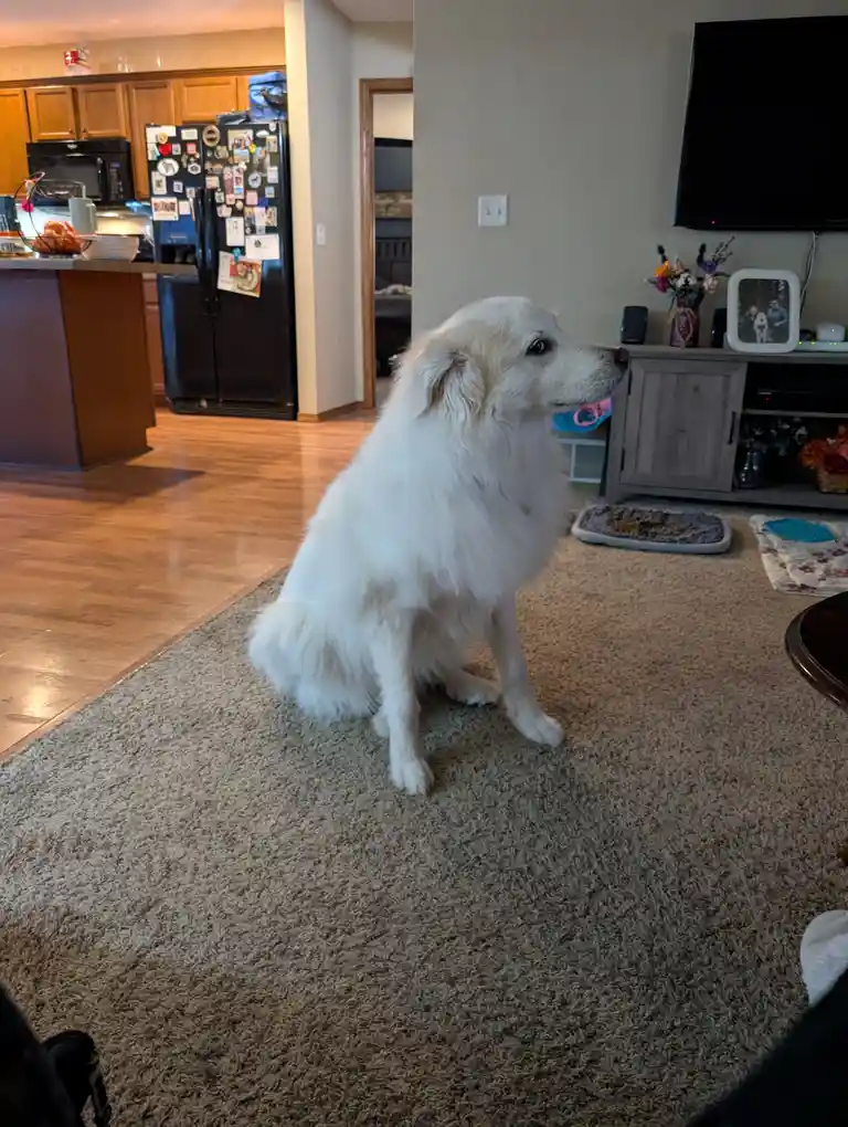 A fluffy white dog sits attentively on a beige carpet in a home, looking off to the side. In the background, a kitchen with…
