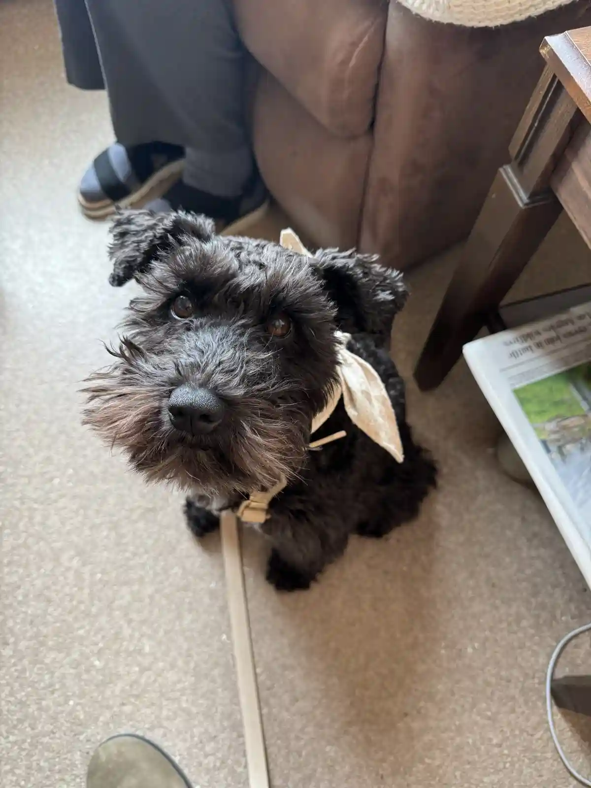 A black, scruffy dog with a tan bow around its neck sits on a beige carpet, looking up with wide, pleading eyes. A tan leash…