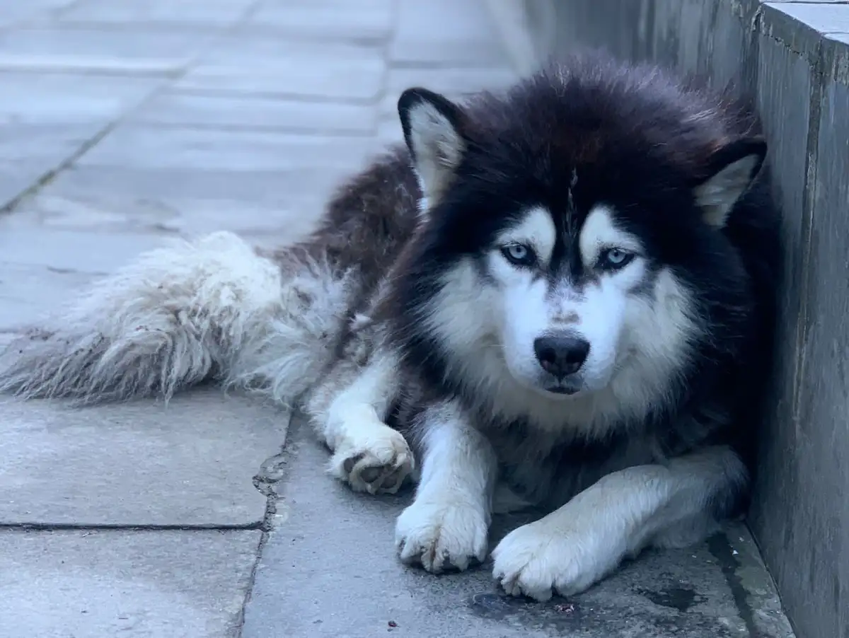 Adorable Husky in Action