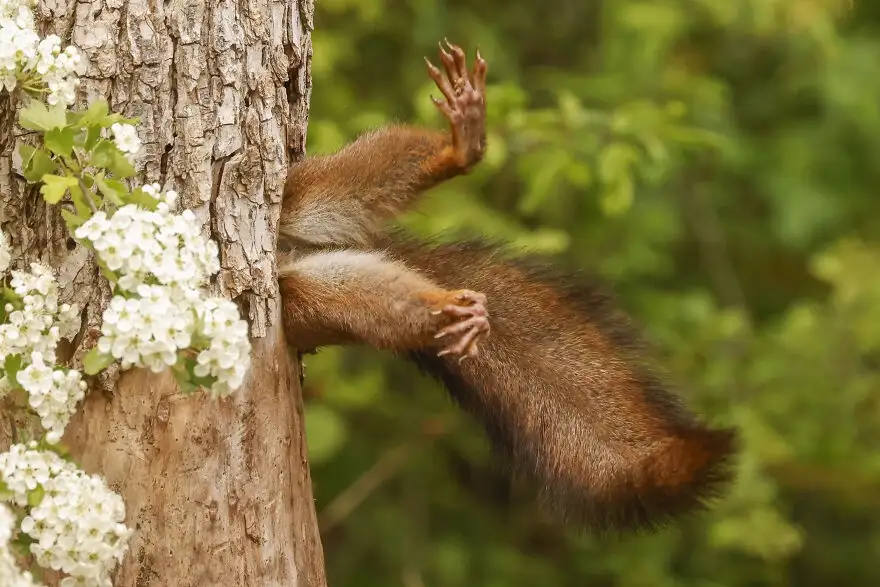 A red squirrel is stuck halfway up a tree trunk, its front paws gripping the bark while its body hangs awkwardly, with white…