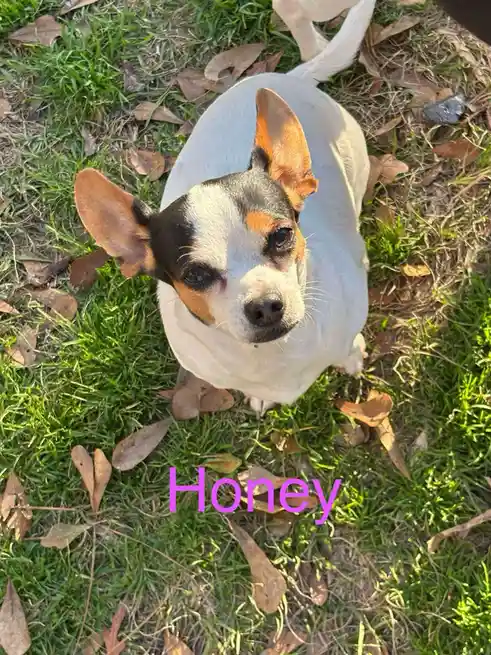 A small, white, black, and tan dog with large, upright ears looks up at the camera from a grassy area scattered with dry…