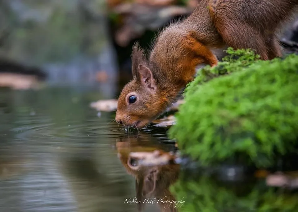 A red squirrel with fluffy fur and bright eyes leans down to drink from a calm, reflective pond, its face mirrored in the…