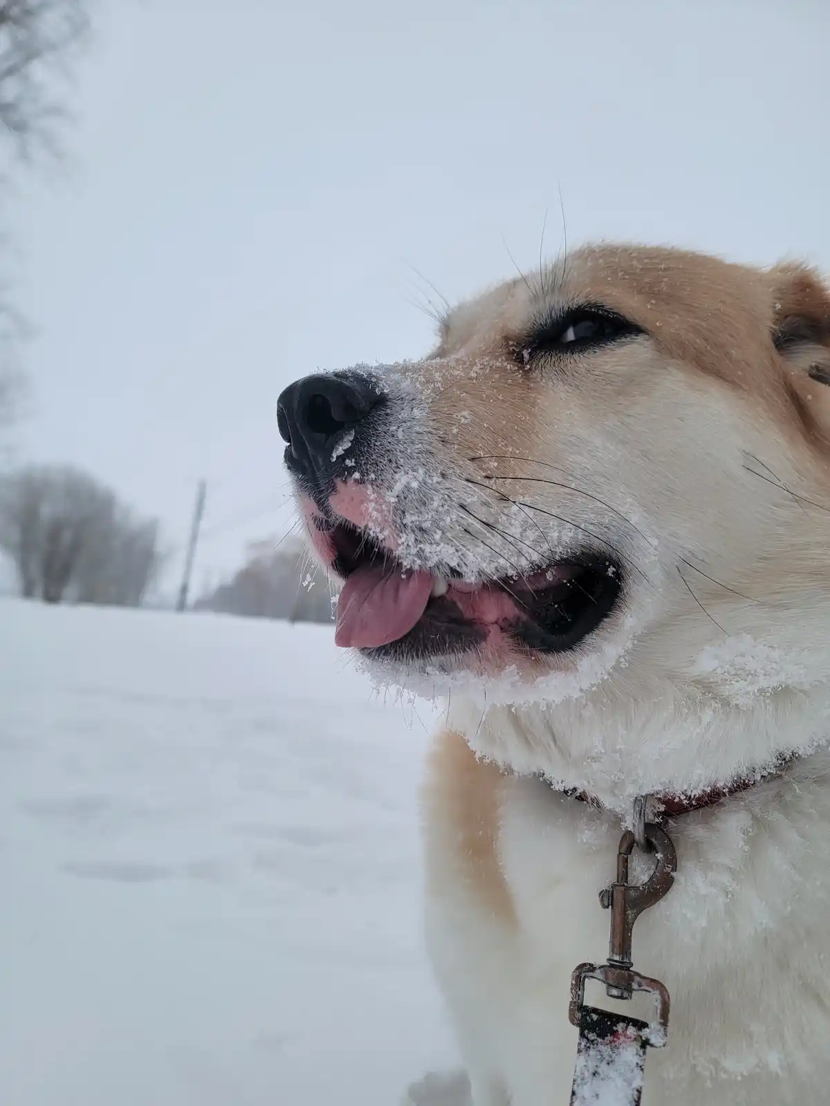 A close-up of a light-colored dog outdoors in a snowy landscape, its face and fur covered in snow, tongue out, wearing a red…