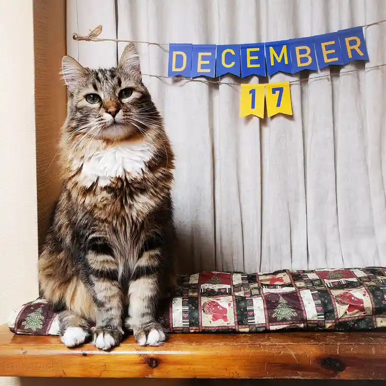 A fluffy tabby cat with green eyes sits regally on a wooden shelf, looking upward with a bored expression. Behind it, a blue…