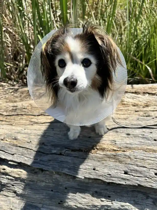 A small, fluffy dog with brown and white fur and large dark eyes wears a clear plastic cone collar while standing on…