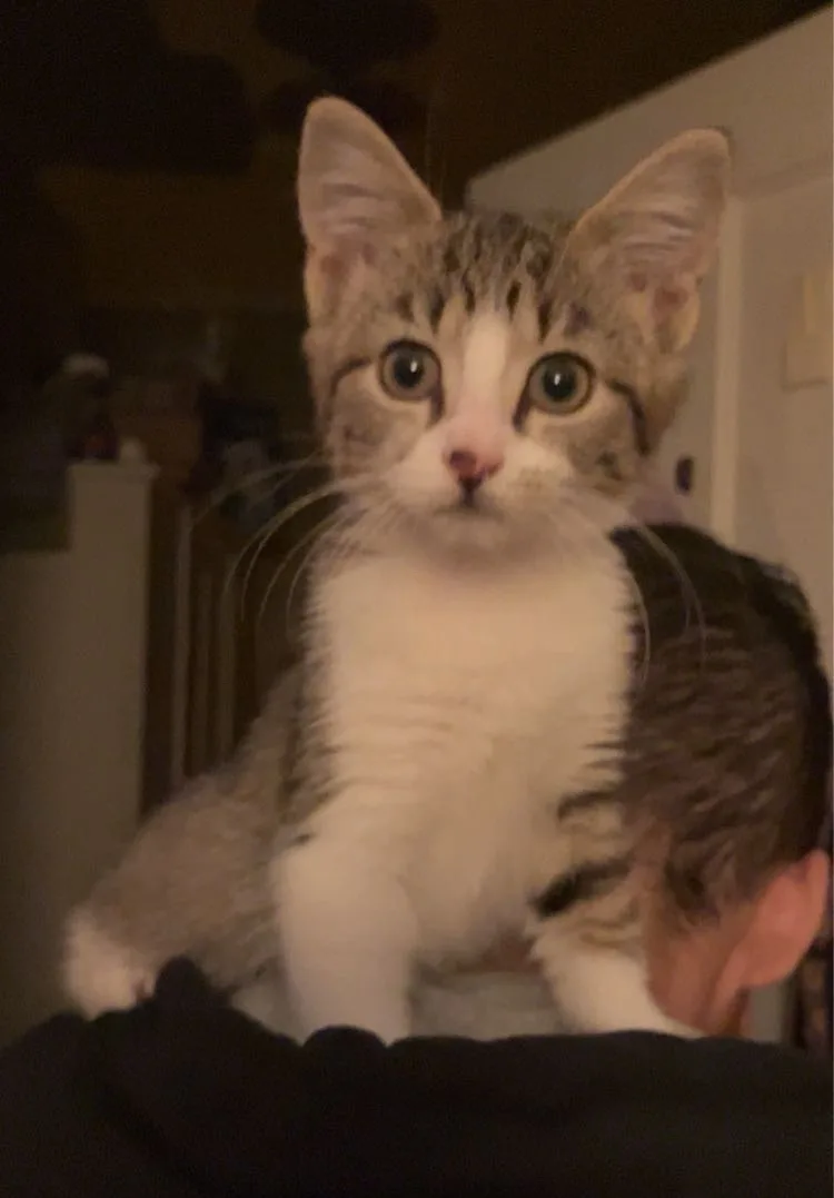 A small tabby and white kitten with wide, startled eyes sits perched on someone's shoulder, looking directly at the camera…