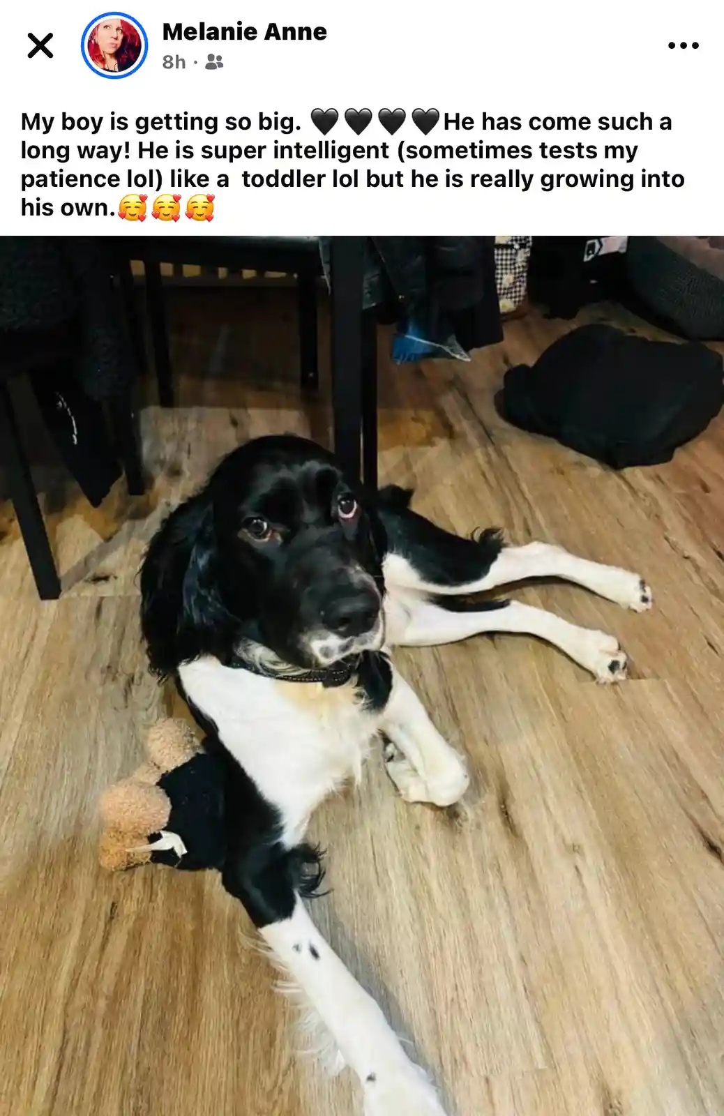 A black and white dog with long floppy ears lies on a wooden floor, looking up at the camera with a slightly sad or pleading…