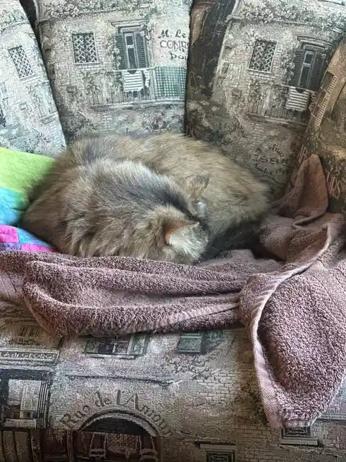 A fluffy, long-haired cat is curled up and sleeping soundly on a patterned couch with a brown towel draped over it. The…