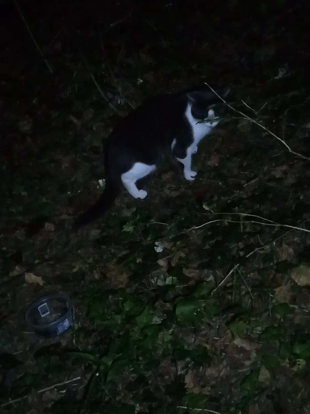 A black and white cat stands alert in a dark, leafy outdoor setting at night, illuminated by a flashlight. A small, round…