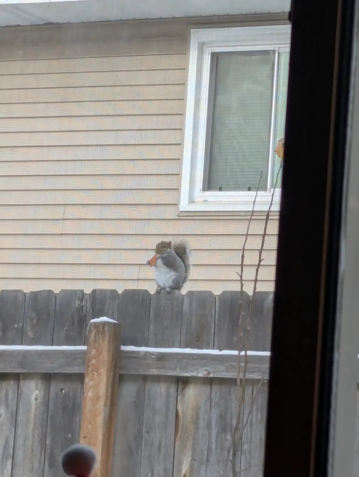 A gray squirrel is perched on a wooden fence, holding and eating a bright orange carrot. The fence has snow on top, and…