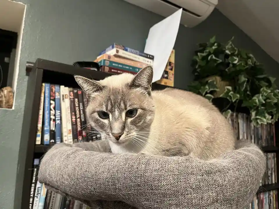 Daily Dose of My Cat Ivy: Day 338