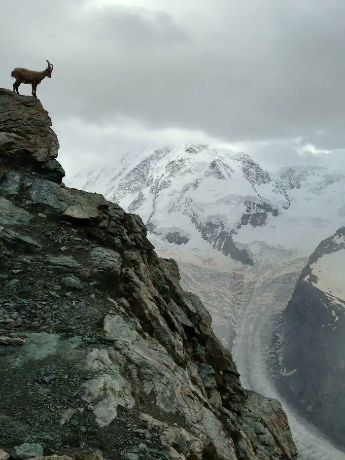 A mountain goat stands confidently on the edge of a steep, rocky cliff overlooking a vast, snow-covered mountain range under…