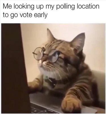 A tabby cat wearing round glasses is sitting at a laptop, looking intently at the screen with a focused expression. The…