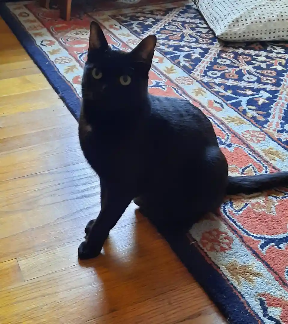 A black cat with yellow eyes sits on a wooden floor partially on a patterned rug, looking directly at the camera with a…