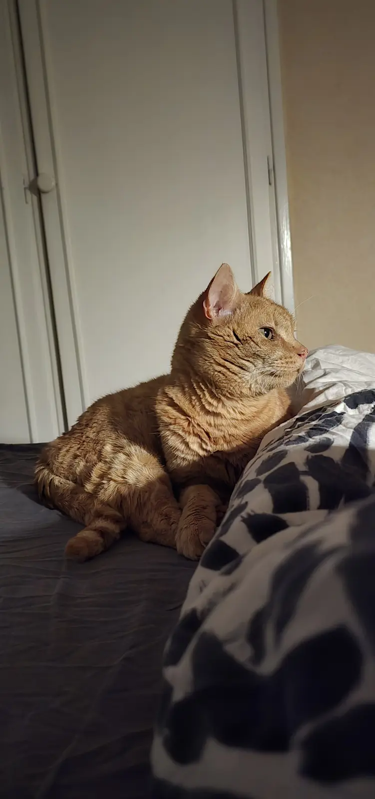 An orange tabby cat sits on a bed with a dark grey sheet and a black-and-white patterned blanket, bathed in a beam of…