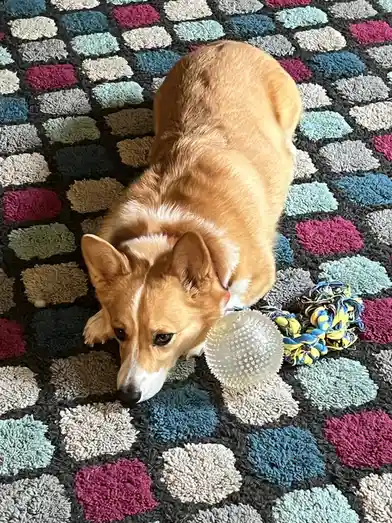 A tan and white corgi lies on a colorful, textured rug with multicolored circular tufts, looking at a spiky rubber ball and…