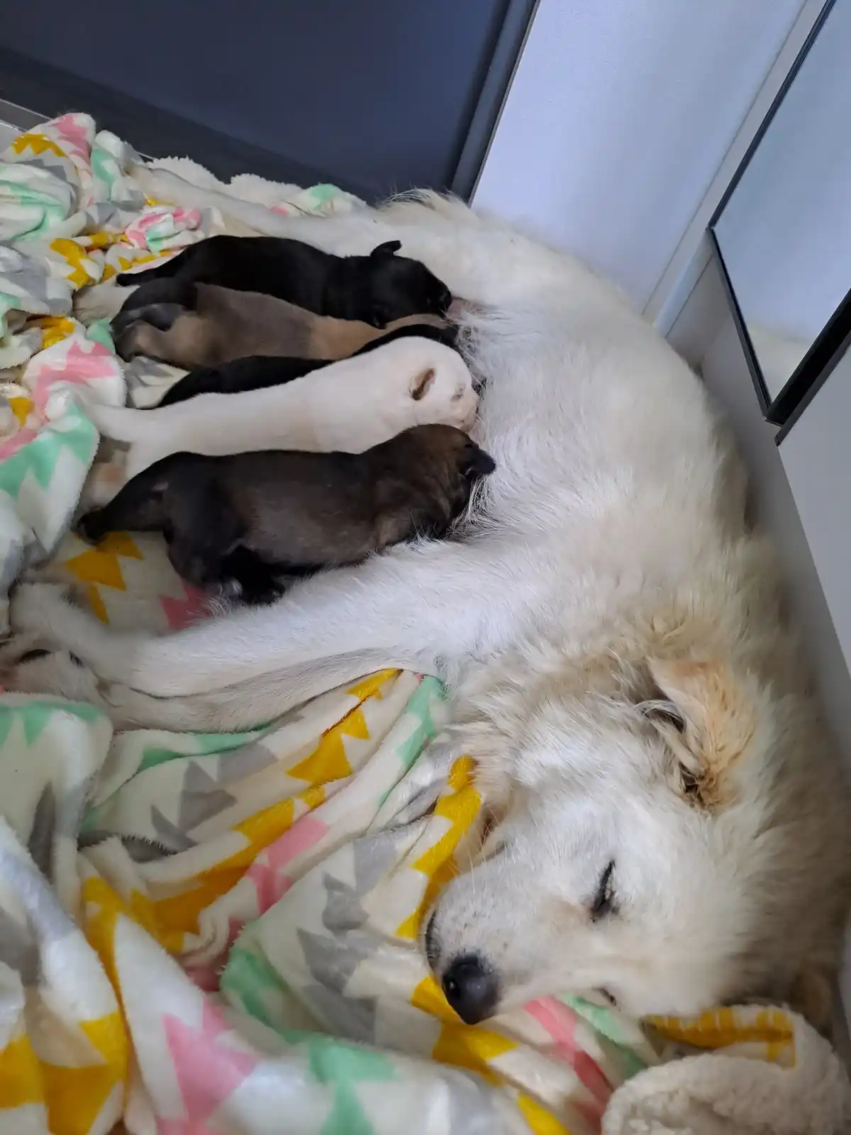 A large white mother dog is sleeping soundly on a colorful patterned blanket, with five small puppies of various colors…