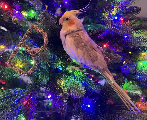 A cockatiel perches calmly on the branches of a brightly lit Christmas tree adorned with colorful string lights and a…