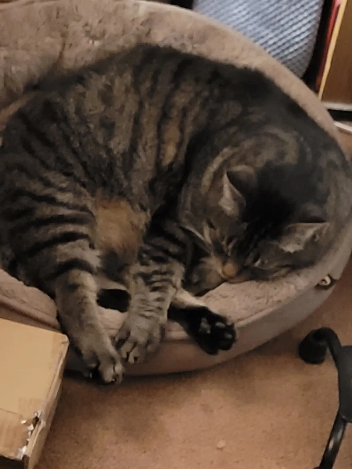 A tabby cat curled up and sleeping inside a round, beige pet bed, with its paws tucked in and eyes closed. The overlaid text…