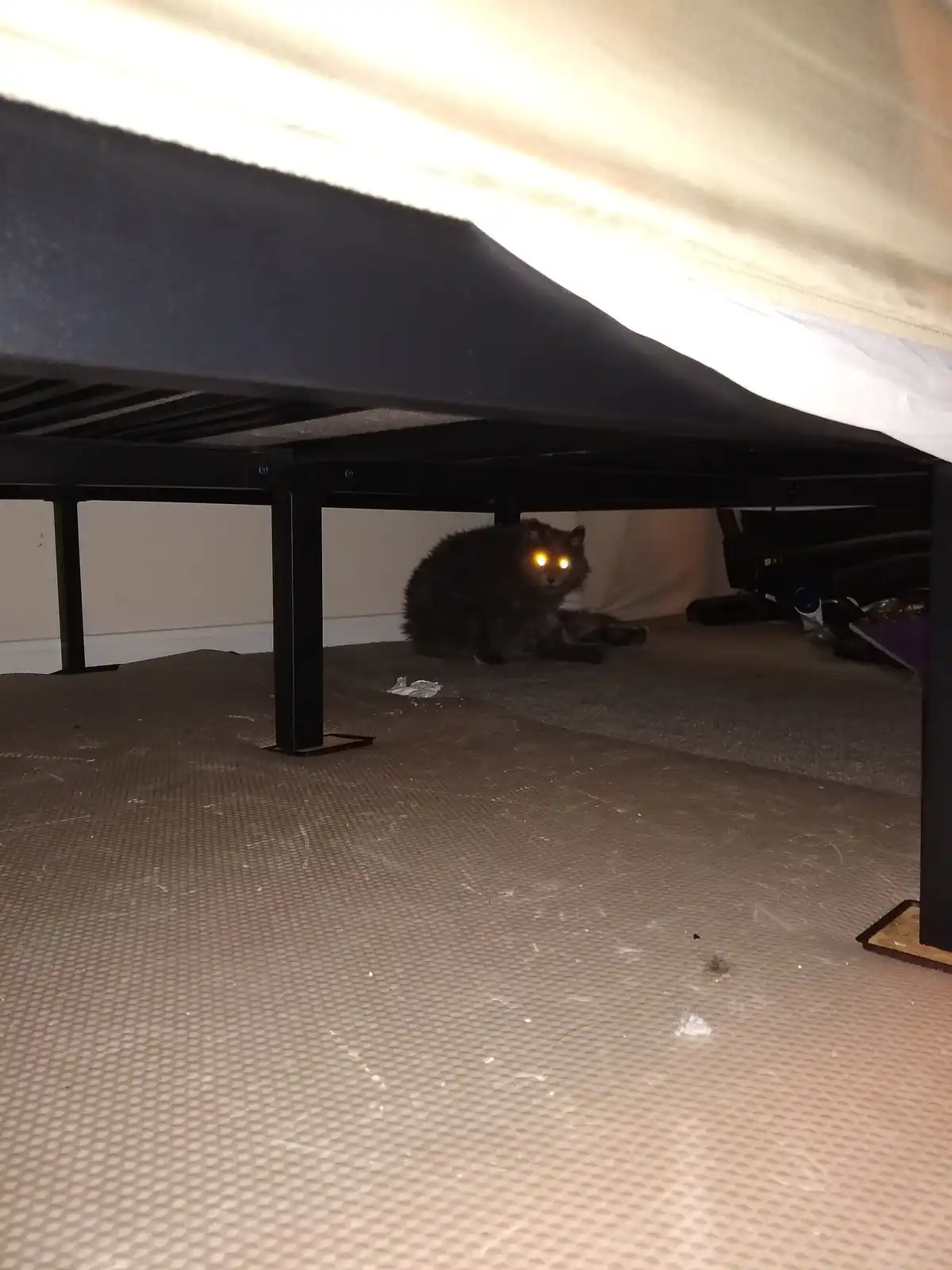 A dark-furred cat sits crouched under a bed with glowing yellow eyes, looking directly at the camera. The room is dimly lit…