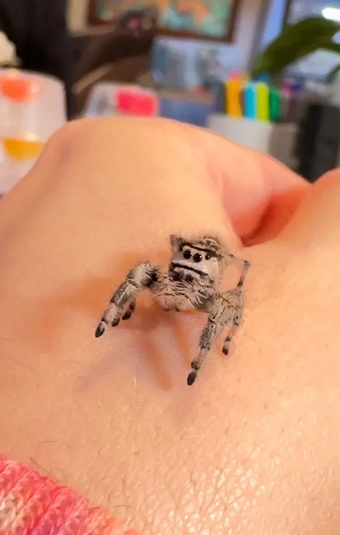 A close-up photo shows a small, fuzzy jumping spider perched on a person's bare skin, likely a finger or wrist. The spider…