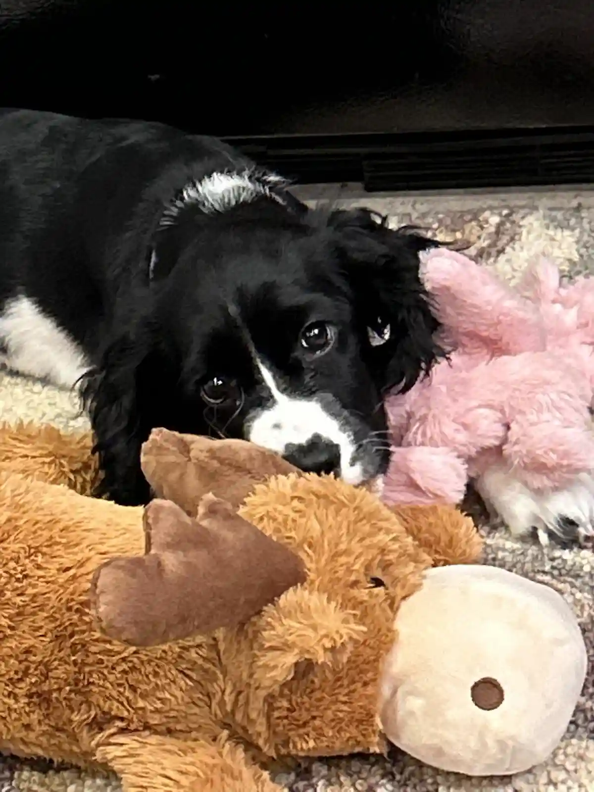 A black and white dog with large, sad eyes lies on a carpet next to two plush toys — a brown moose and a pink bunny…