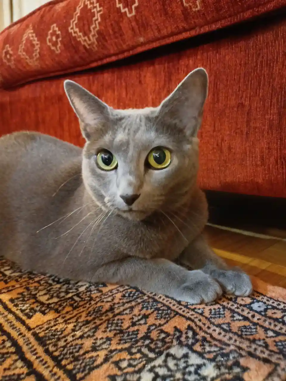 A gray cat with large, round yellow eyes is lying on a patterned rug in front of a red upholstered couch. The cat stares…