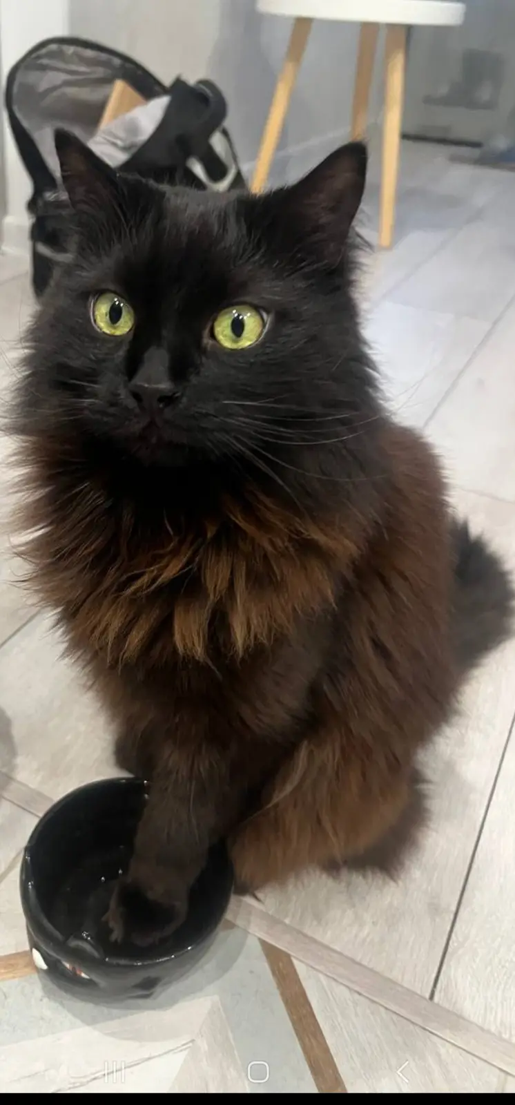 A fluffy black cat with striking yellow eyes sits on a light-colored tiled floor, one paw dipped into a black bowl. The cat…