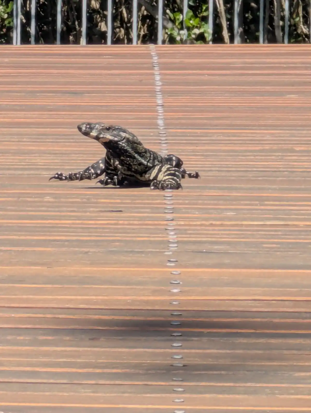 A large, patterned lizard sits on a wooden deck, facing forward with its body aligned along a straight line of metal rivets…