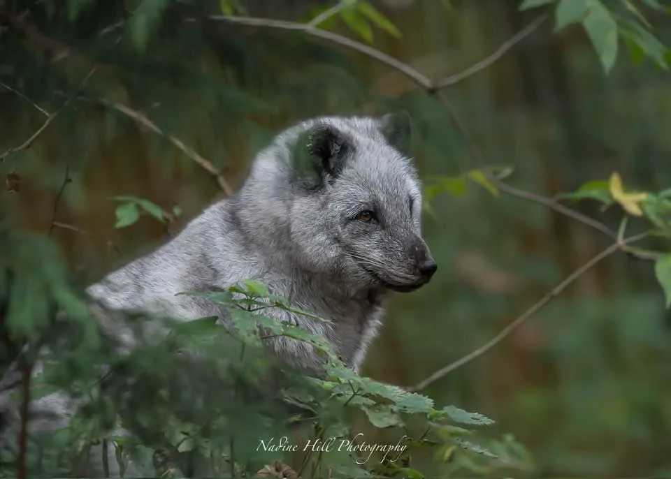 The Charming Fox
