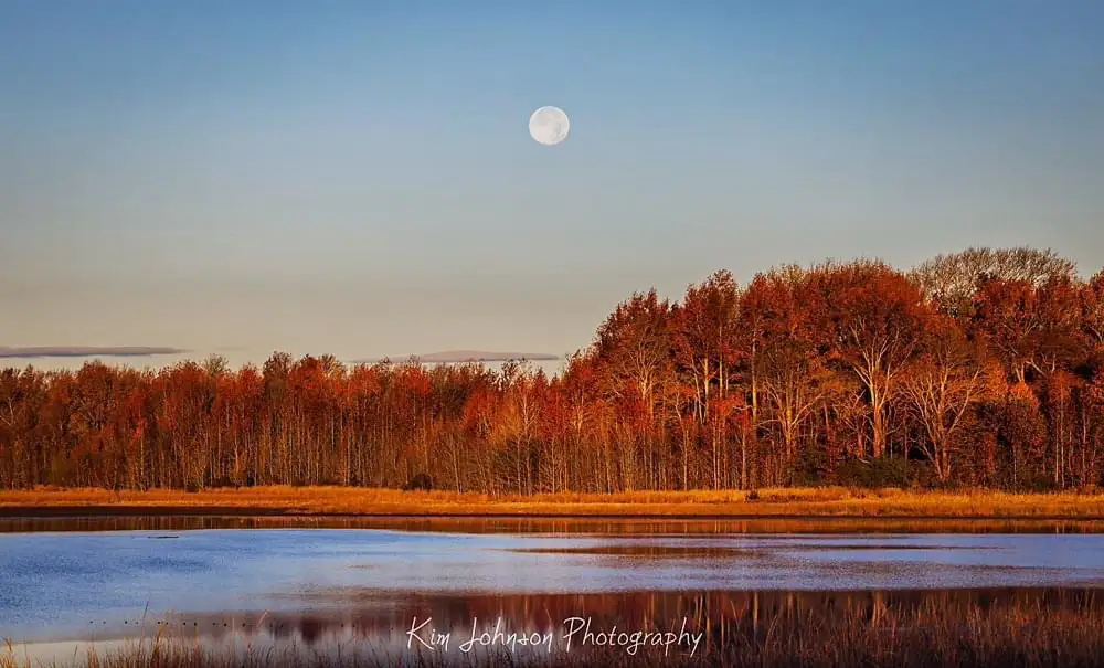 A serene landscape photo shows a full moon high in a clear blue sky above a line of autumn trees with orange and red…