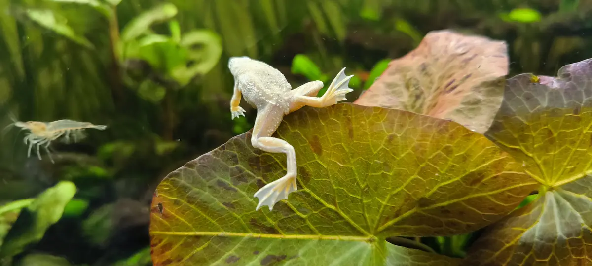 Aquatic Care Enthusiast: My Passion for Caring for Fish