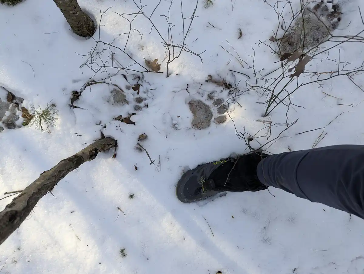 A person's hiking boot is positioned next to a large, distinct bear paw print in the snow, visually emphasizing the boot's…