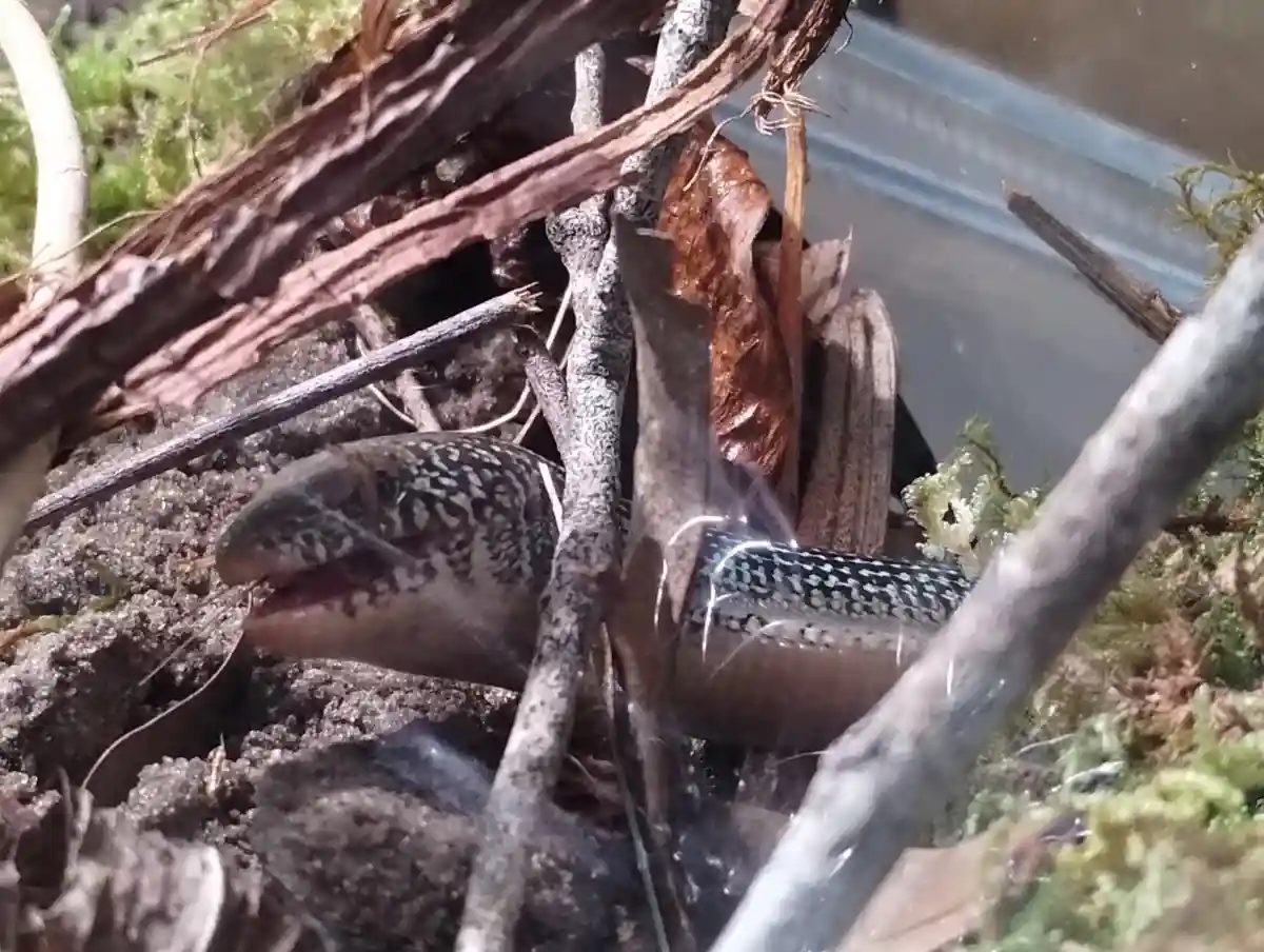 A close-up photo of a small, spotted lizard partially buried in dirt and surrounded by twigs and moss, with its mouth…